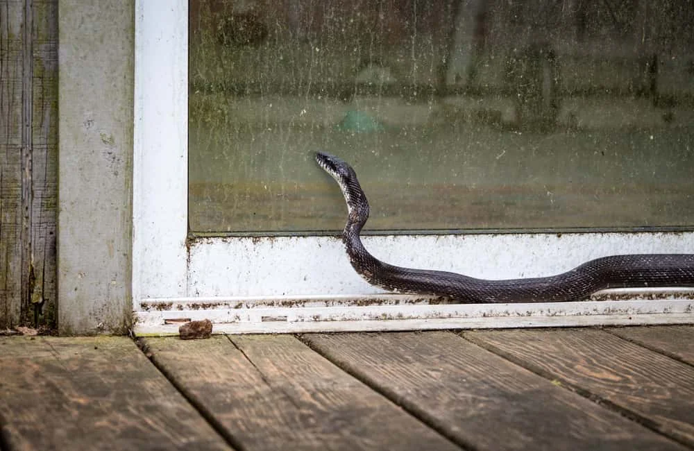 awas ular masuk rumah